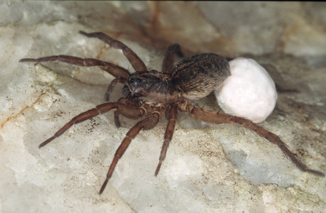 Feld-Reifenspinne (Trochosa ruricola) - © Christian Komposch